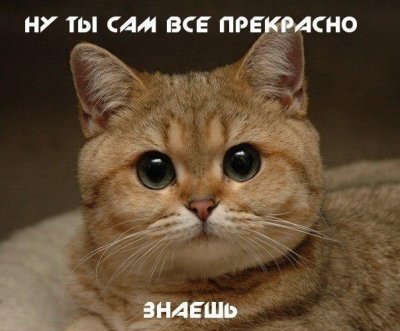 Медики объяснили, почему нельзя спать с кошкой