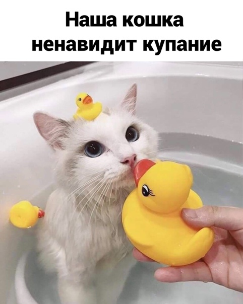 Юмор в картинках 30.11.20