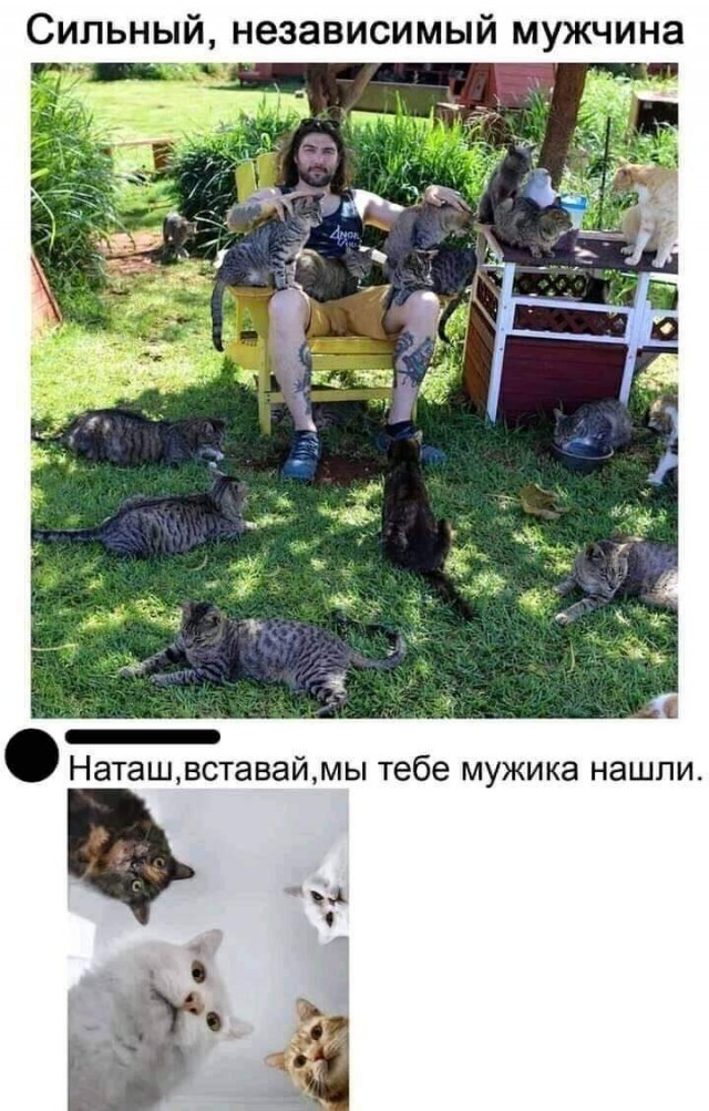 Картинки с надписями и котами