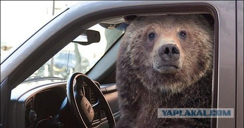 Семейство медведей плескается на пляже вместе с людьми