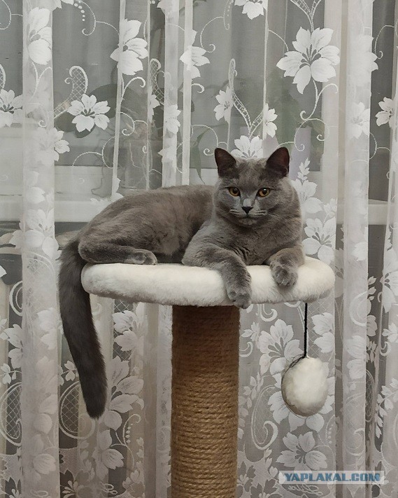 К котовторнику