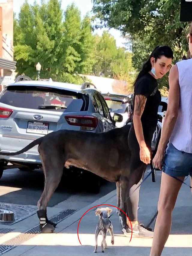 Это нужно развидеть: 14 забавных фото, которые обманут ваше зрение