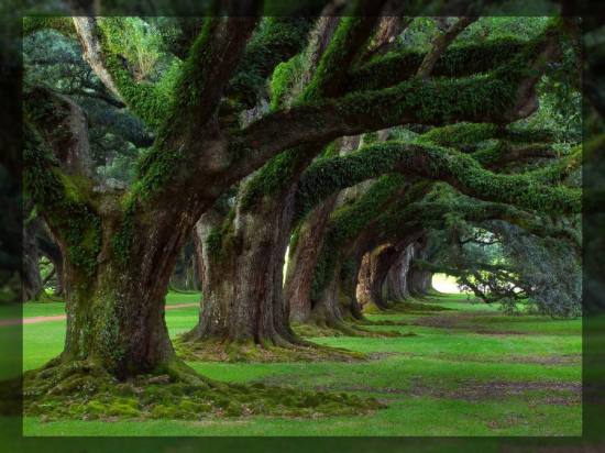 Долгожители планеты - деревья гиганты (15 фото)