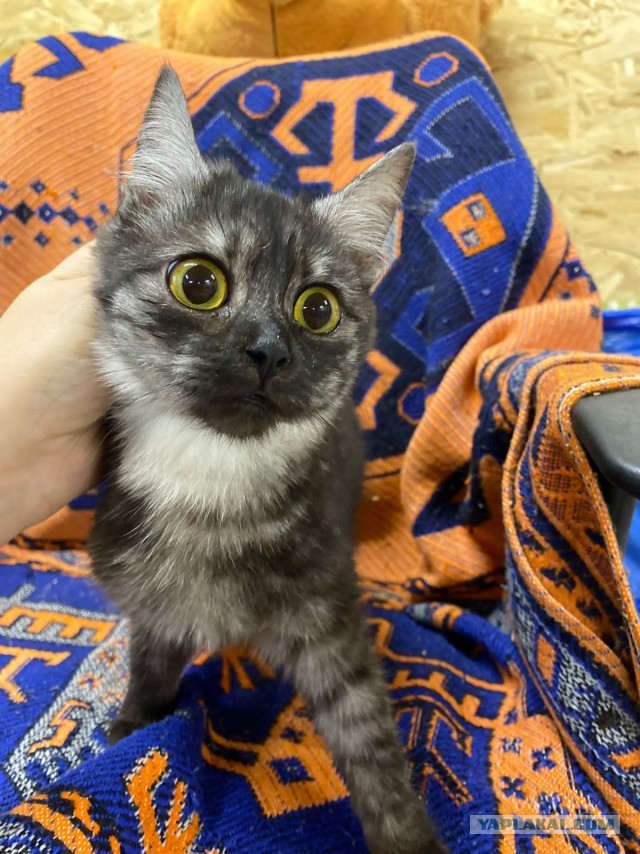 Жизнь домашнего приюта "Котоленд" 361