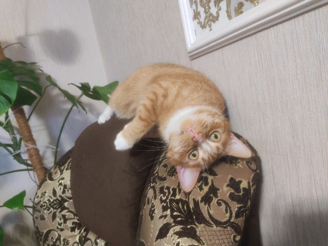 Ко-шко-втор-ник!