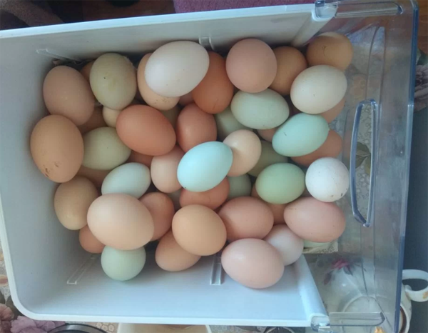 Куриная ферма в Китае