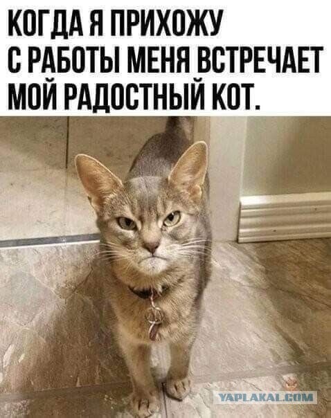 12 самых смешных котов в истории комического конкурса Comedy Pet Photography Awards
