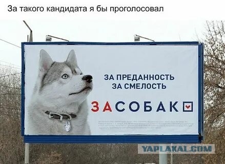 В ГД хотят законодательно ограничить количество собак и кошек в квартире