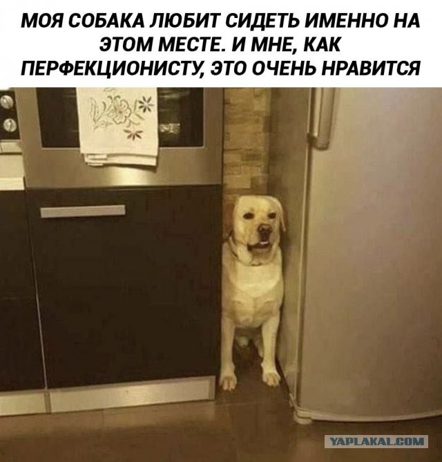 Картиночки, баянчики 08 декабря