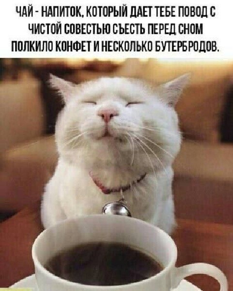 Подборка картинок-баянов с котиками и про котиков. Выпуск 29.