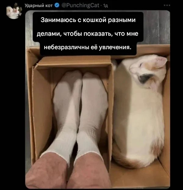 К котовторнику: подборка картинок-баянов с котиками и про котиков. Выпуск 42.