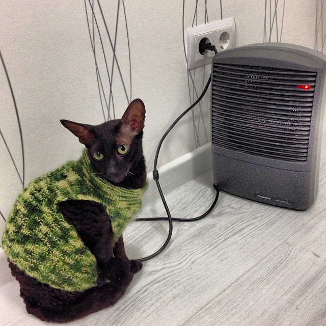 Котовторник 22.10.2013