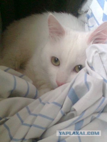 Котовторник  05.11.2013