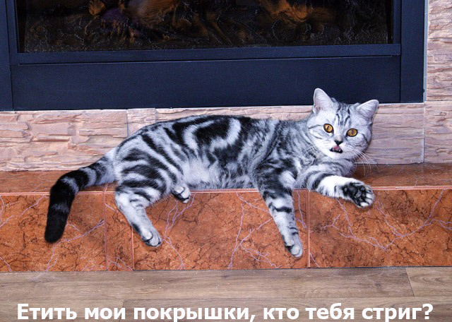Котоподборка