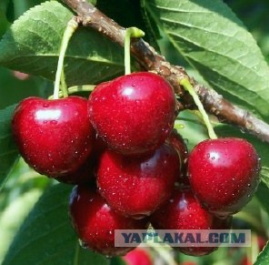 Лакомства детства