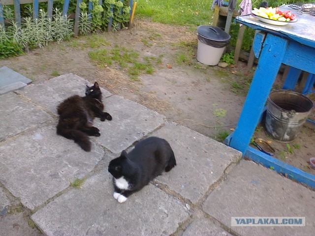 Котовторник 16.09.14