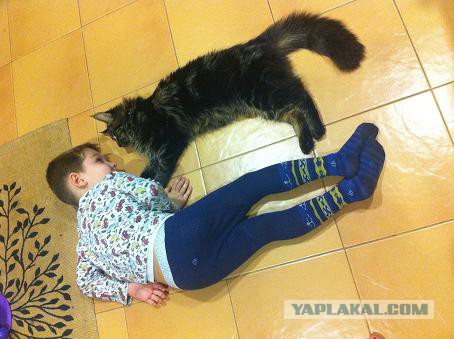 Котовторник 25.11.2014