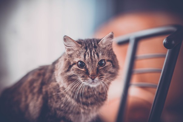 Котовторник 9.12.2014