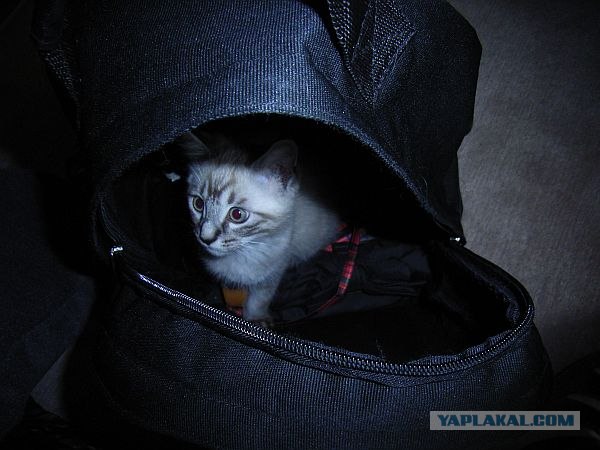 Ловушка для кошек