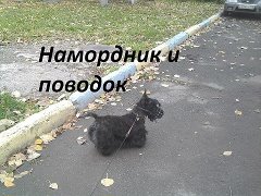 Еще раз про собак