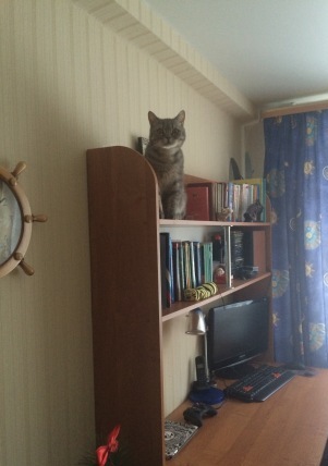 Котовторник 27.01.2015