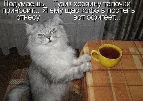 25 котофотоприколов.