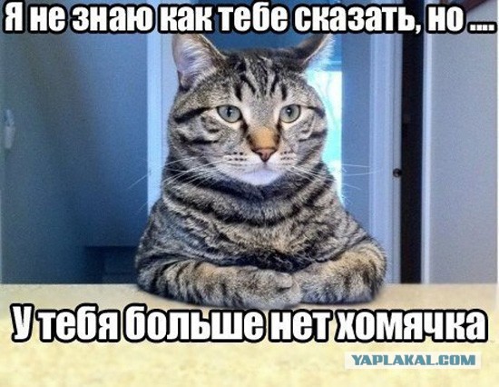 Котовторнику посвящается.