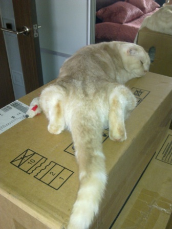 Котовторник