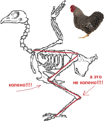 Как птицы спариваются схема фото Они уже среди нас! - ЯПлакалъ
