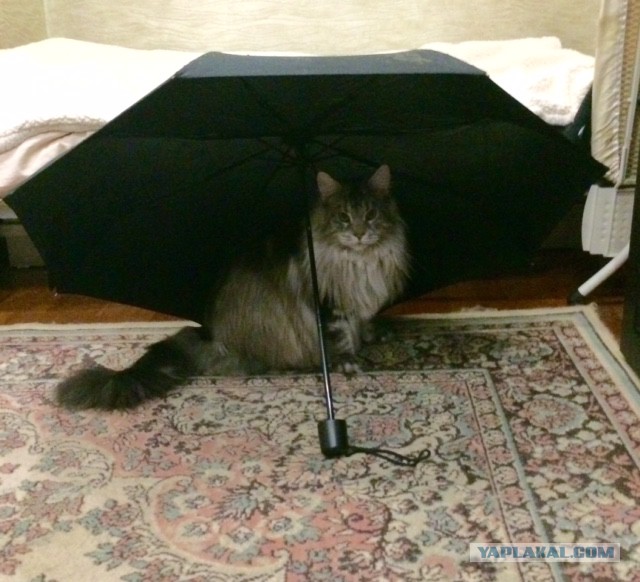 Котовторник 04.08.2015