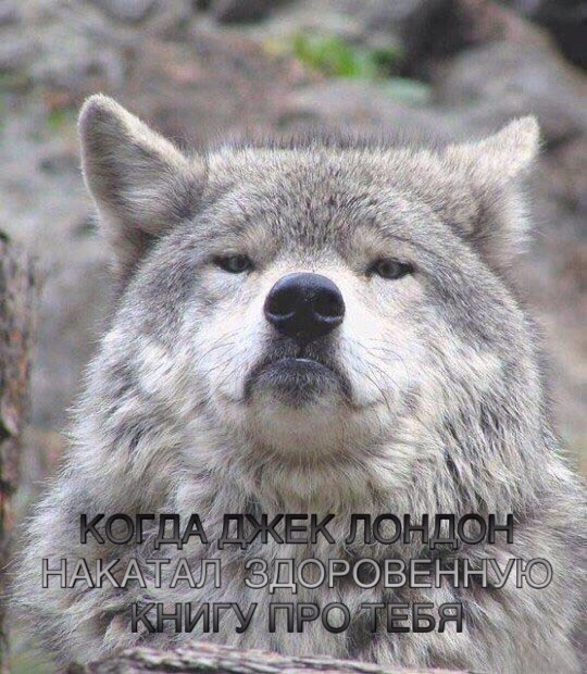 Придет серенький волчок