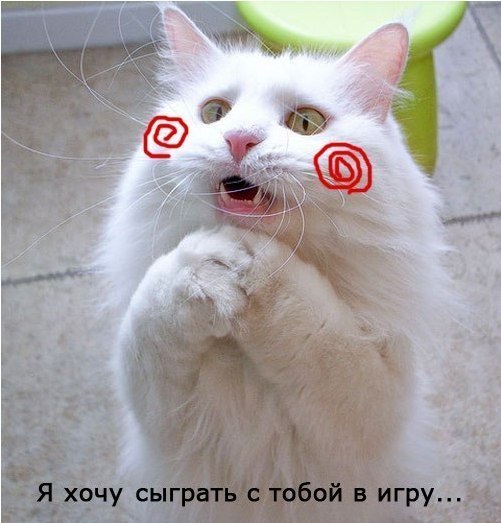 Есть два основных типа котиков