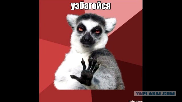 Махач с газелистом