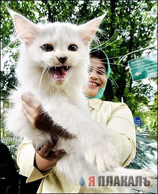 КОШКИ и ХОЗЯЕВА, подбрка картинок