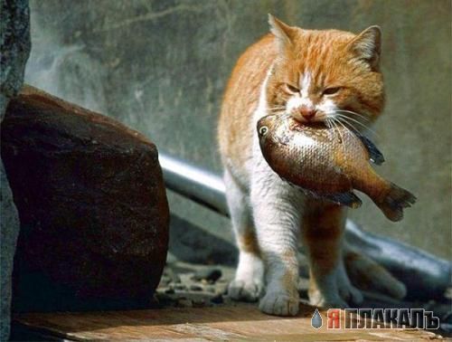 Коты, кошки, котята