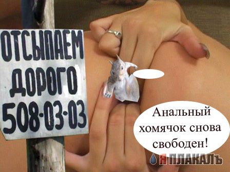 БЕЛКИ. Все про белок, прикольные белки!