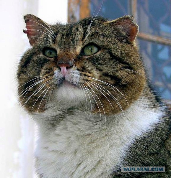 Выборка фотогеничных котэнов