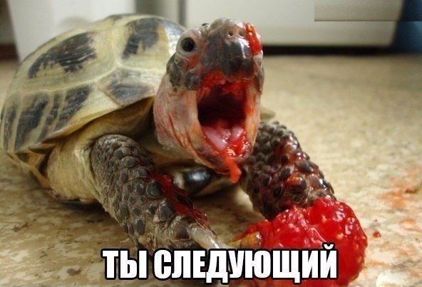 Мохнатые беспредельщики