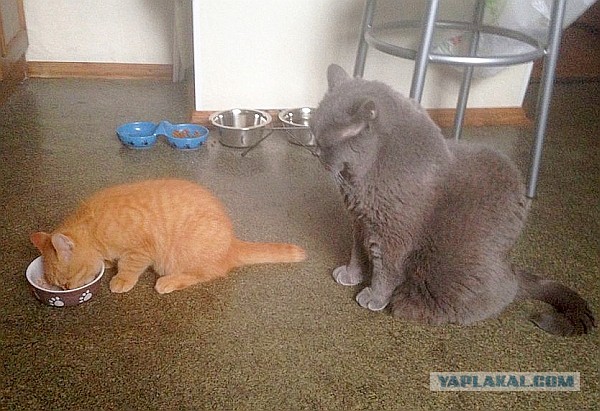 КотоВторник 26.04.2016