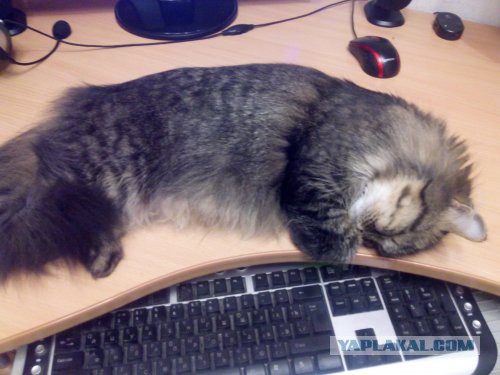Котовторник 22.11.2016