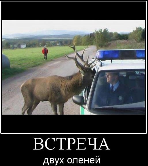 Красивые, смешные картинки про оленей рогоносцев