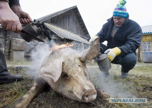 Жиромясокомбинат рвануло!
