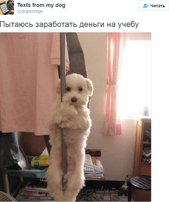 Лучшие твиты про собак за 2016 год