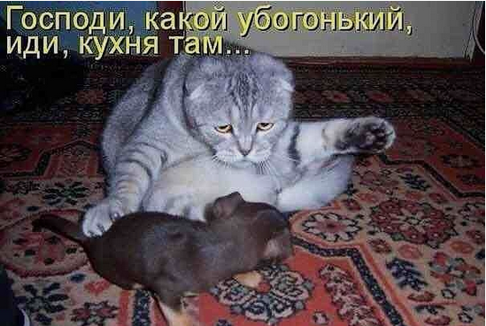 Коты миску делят