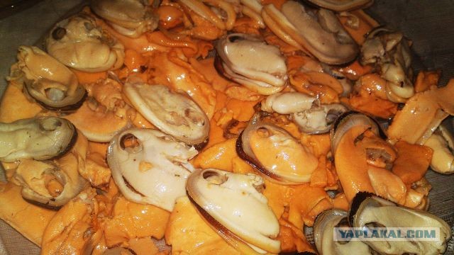 International одной книги., В память о Дженибеке.