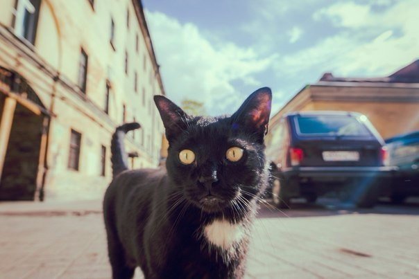 Коты и Кошки
