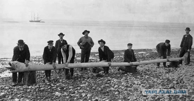 15 пугающих фотографий, которым так и не нашлось объяснения