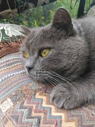 Кошмарно симпатичный