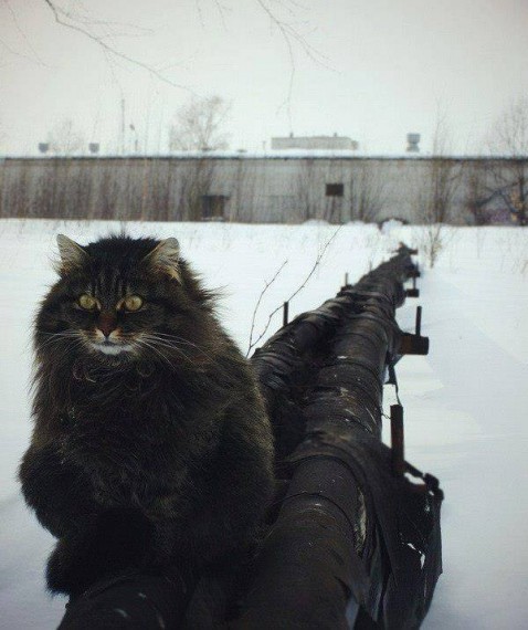 Кот без прикрас
