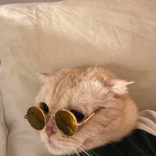 Неадекватные коты